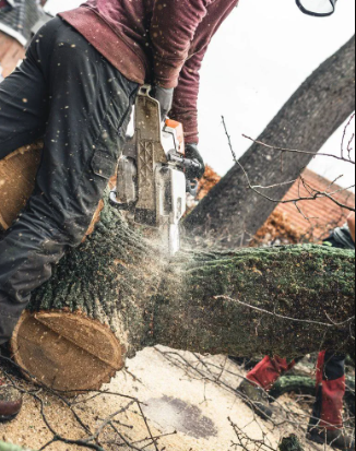 Tree Removal