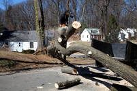 Emergency tree removal st paul mn
