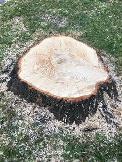 stump to be removed in st paul