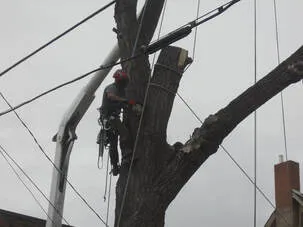 Tree climber on a tree in st paul 