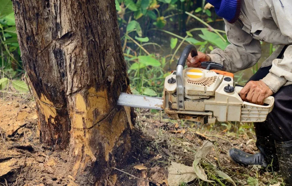 Midwest tree removal in st paul, MN.