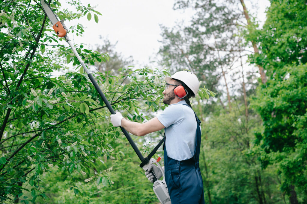 tree trimming