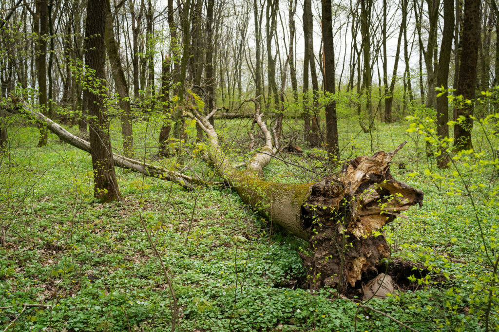 fallen tree