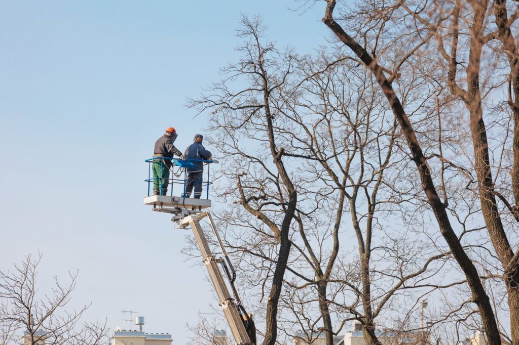 Tree pruning