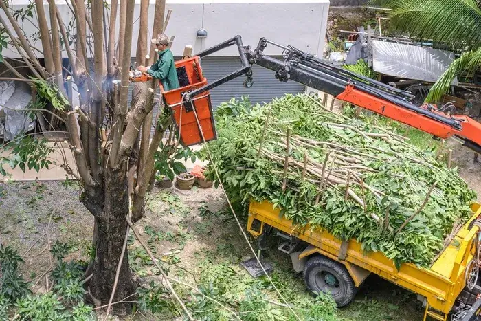 st paul tree removal