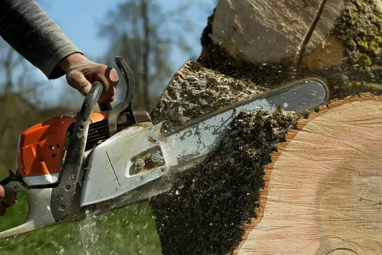 tree removal st paul mn