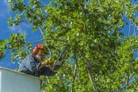 tree trimming in St Paul