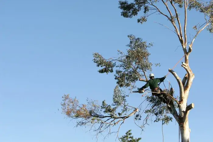 a man provided tree trimming service in st paul mn