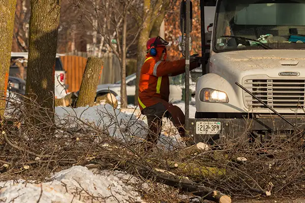 When Should I Call for Emergency Tree Removal?